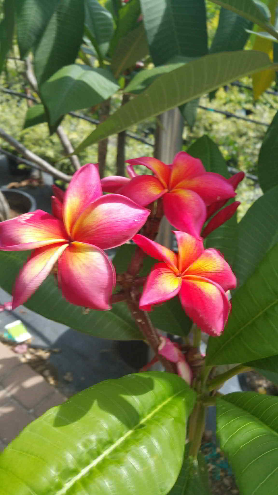 Plumeria 'Red'