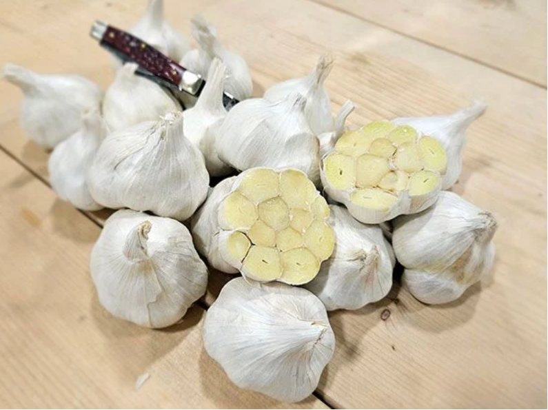 GARLIC 'Early Italian Purple' --Allium sativum--