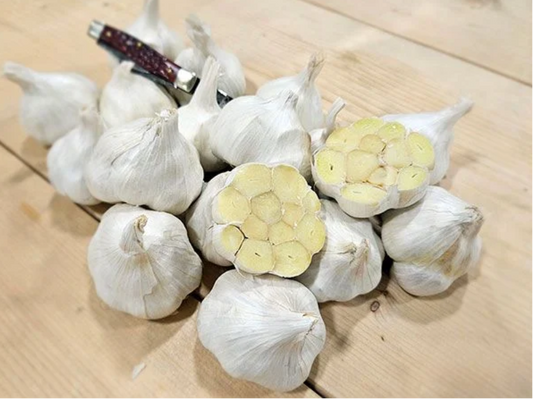 GARLIC 'Early Italian Purple' --Allium sativum--