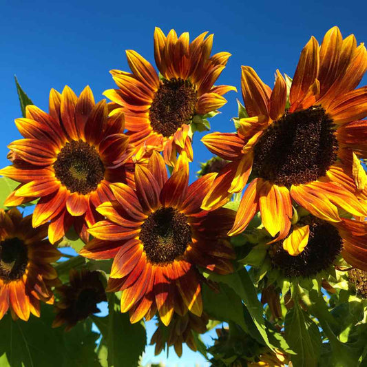 SUNFLOWER 'Earthwalker'