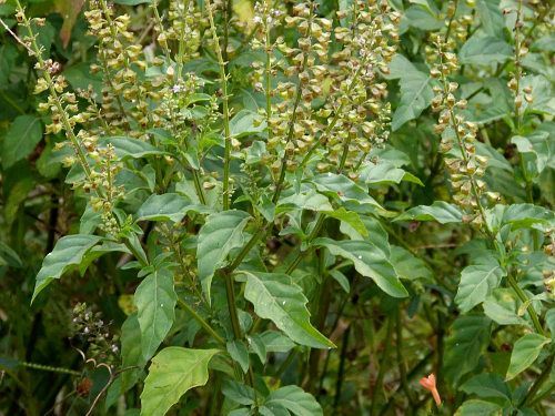 BASIL 'Green Pepper' --Ocimum selloi--