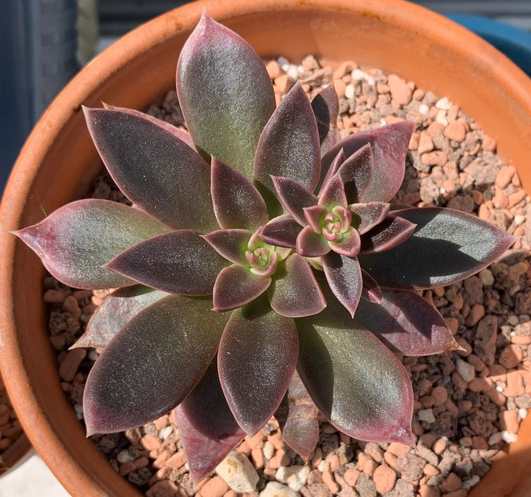Echeveria 'Serrana'