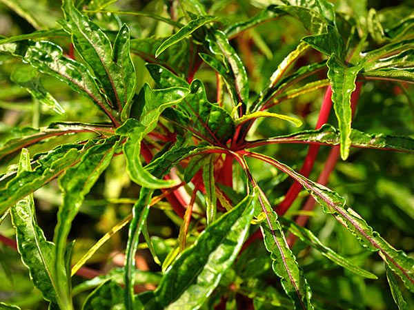 HIBISCUS 'Chief Kubo's Prize' --Abelmoschus manihot--