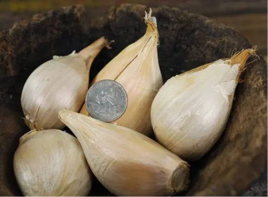 GARLIC 'Elephant' --Allium ampeloprasum--