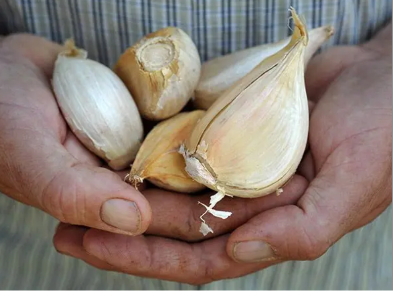 GARLIC 'Elephant' --Allium ampeloprasum--