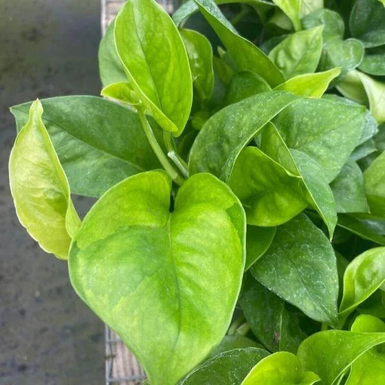 Epipremnum aureum --Emerald Pothos--