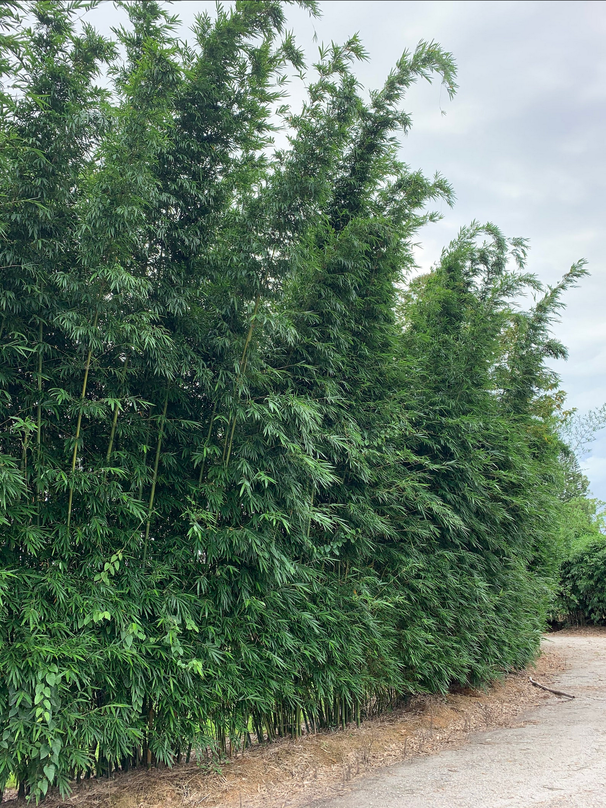 Bambusa textilis 'Mutabilis' --Emerald Graceful Clumping Bamboo--