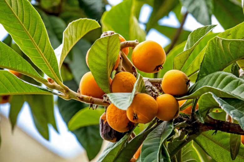 LOQUAT --Eriobotrya japonica--