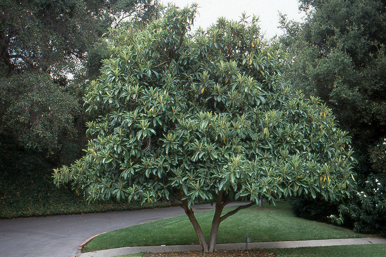 LOQUAT --Eriobotrya japonica--