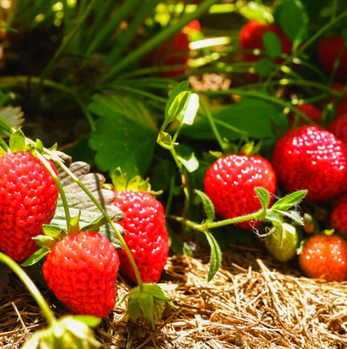 STRAWBERRY 'Seascape Everbearing' --Fragaria x ananassa--