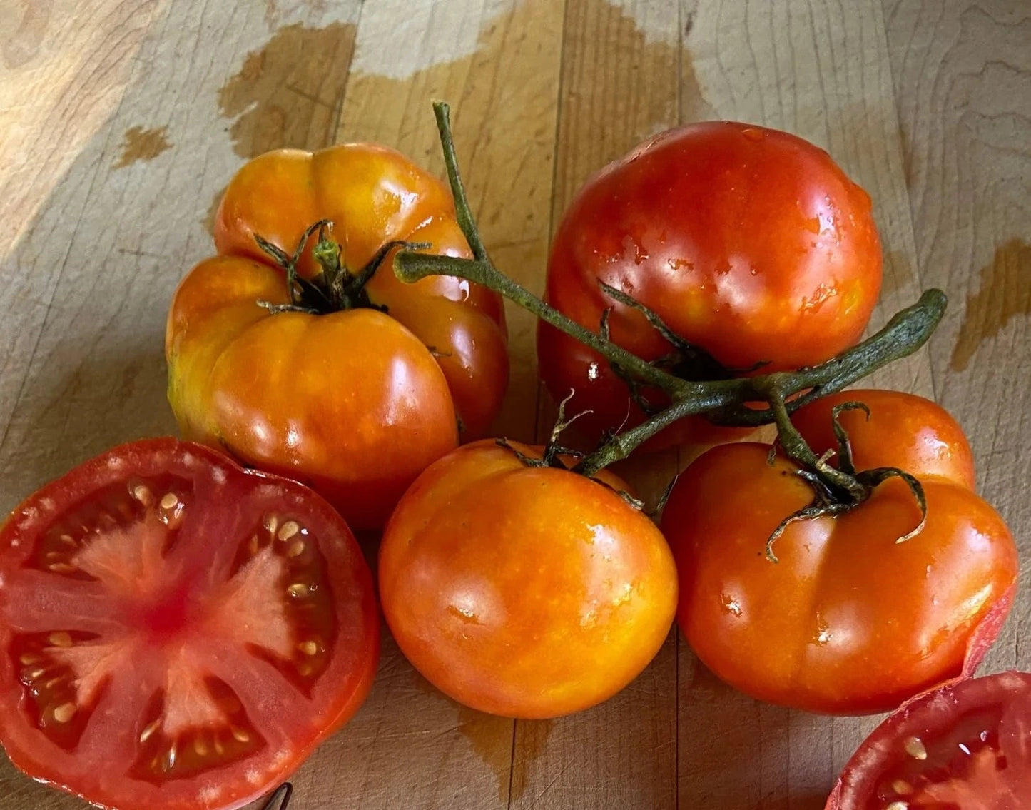 TOMATO 'Extreme Bush'