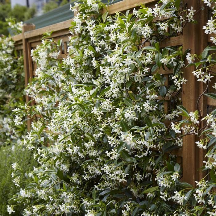 Trachelospermum jasminoides --Star Jasmine--