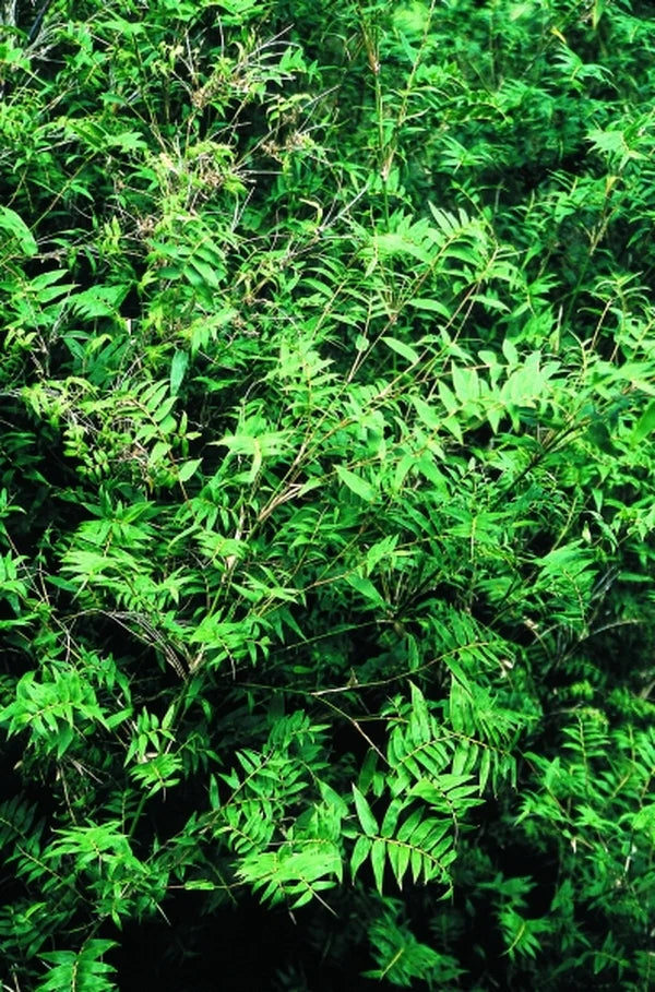 Bambusa multiplex --Fernleaf Clumping Bamboo--