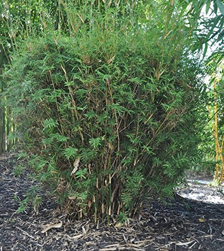Bambusa multiplex --Fernleaf Clumping Bamboo--
