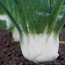 FENNEL 'Finale' --Foeniculum vulgare--
