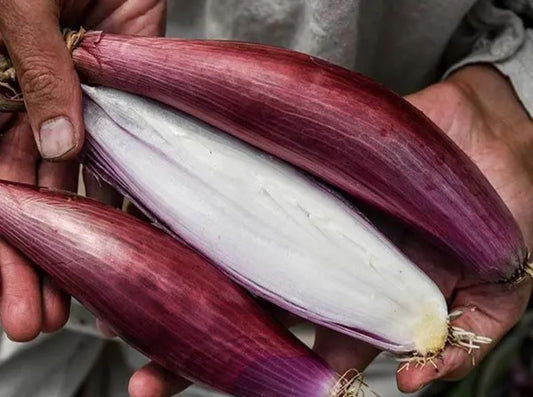 ONION 'Red of Florence' --Allium cepa--