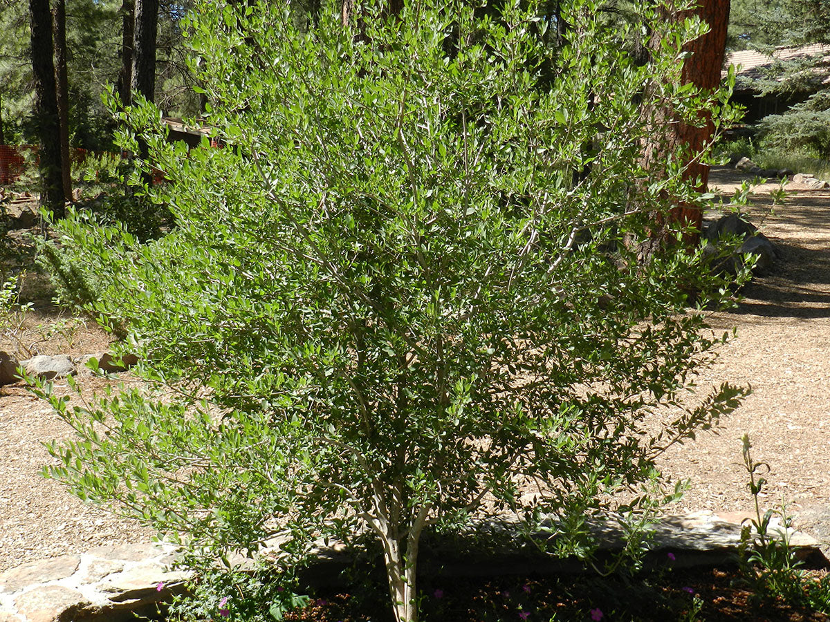 Forestera pubescens --Elbow Bush--