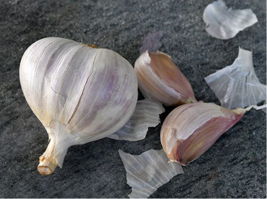 GARLIC 'German Extra Hardy' --Allium sativum--