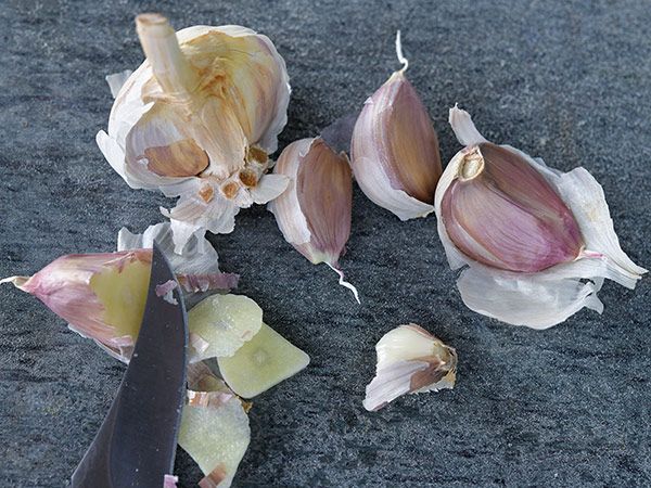 GARLIC 'German Extra Hardy' --Allium sativum--