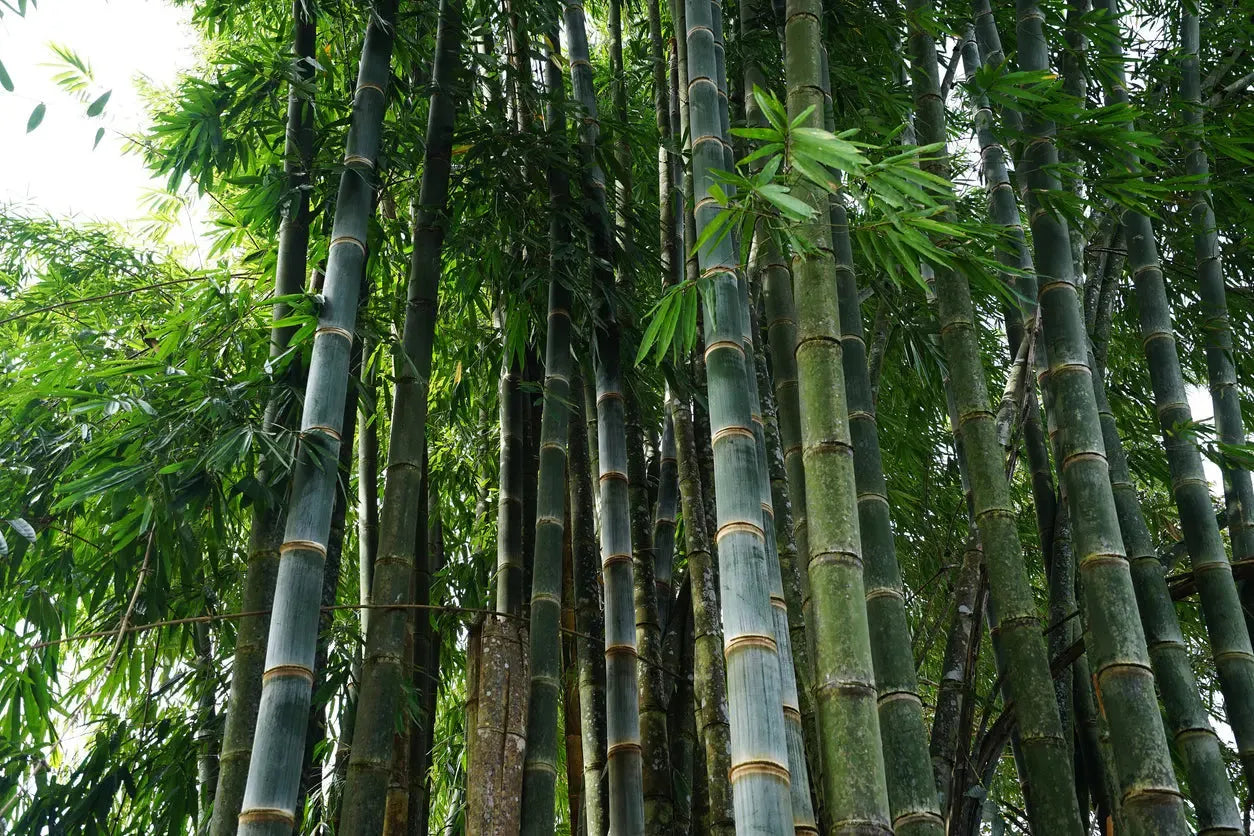 Bambusa oldhamii --Oldham's Giant Green Timber Clumping Bamboo--
