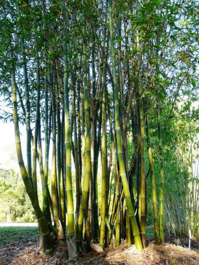 Bambusa oldhamii --Oldham's Giant Green Timber Clumping Bamboo--
