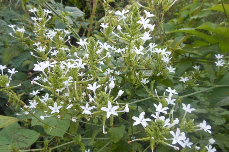 Plumbago scandens --Doctorbush--