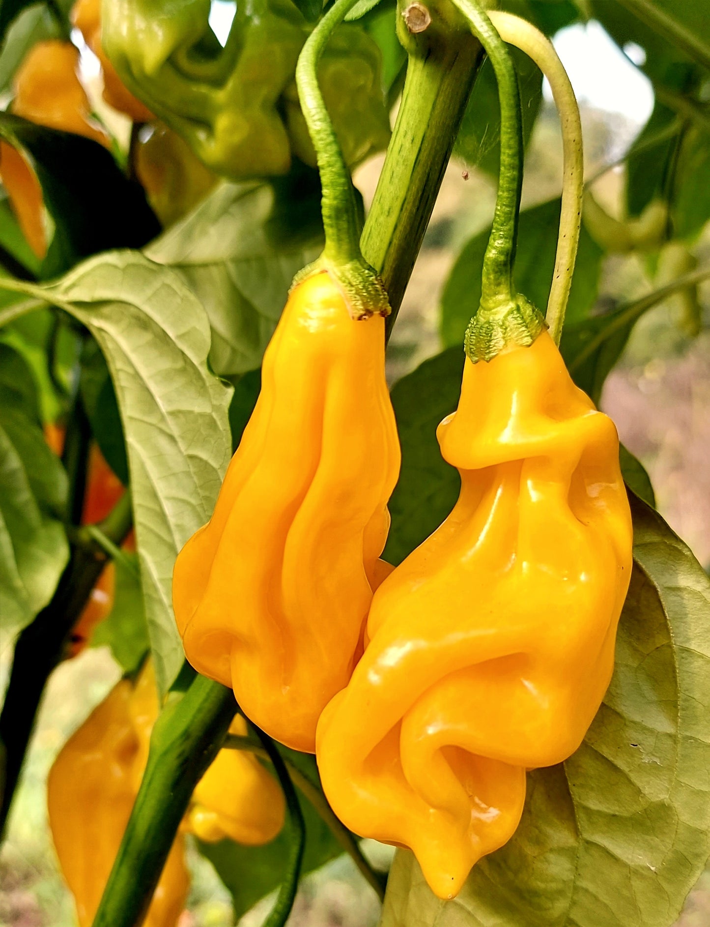 PEPPER 'Goronong'
