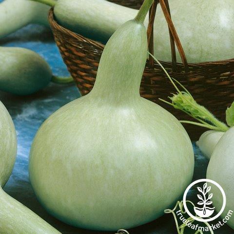 EDIBLE GOURD 'Martinhouse Bottle' --Lagenaria siceraria--