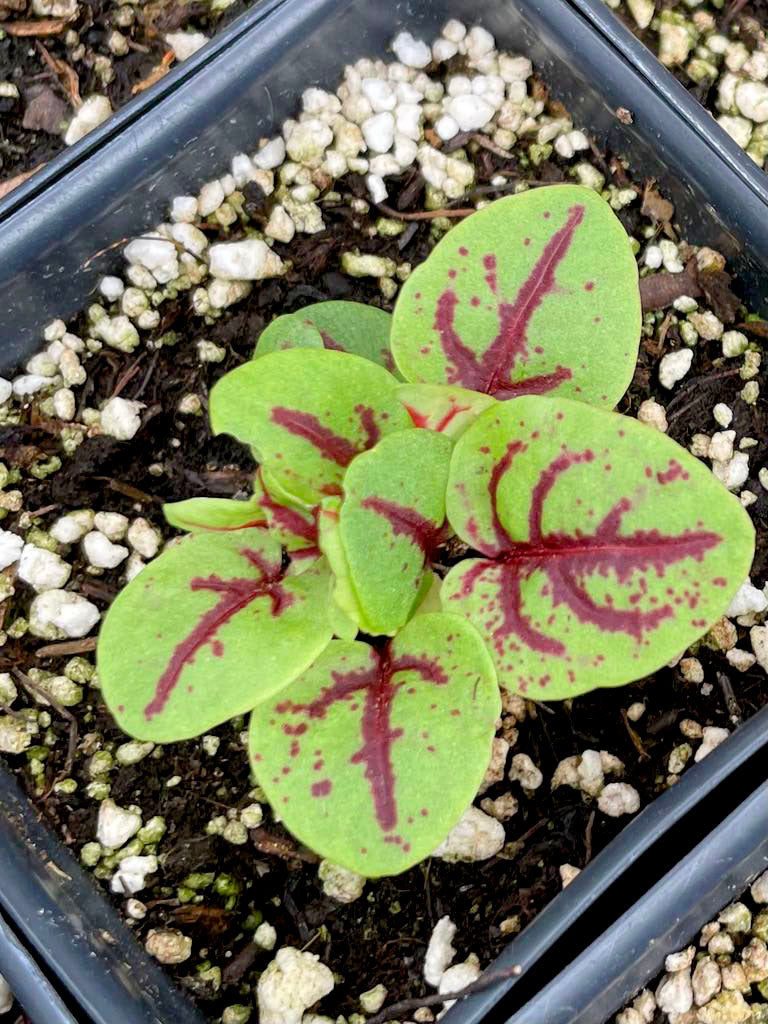 SORREL 'Red-Veined Dock' --Rumex sanguineus--