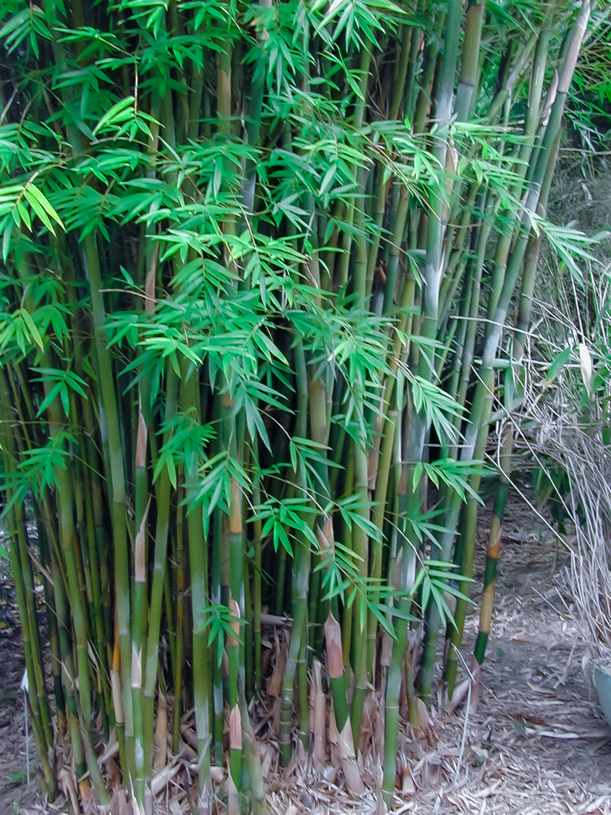 Bambusa textilis 'Gracilis' --Slender Weaver Graceful Clumping Bamboo--