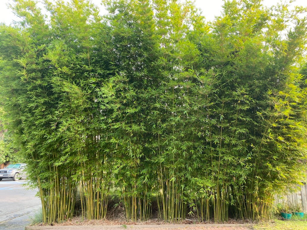 Bambusa textilis 'Gracilis' --Slender Weaver Graceful Clumping Bamboo--