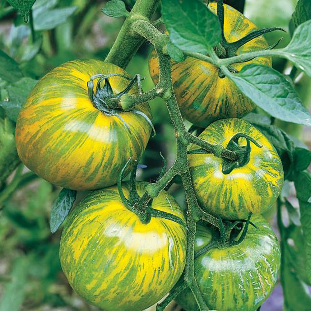 TOMATO 'Green Zebra'