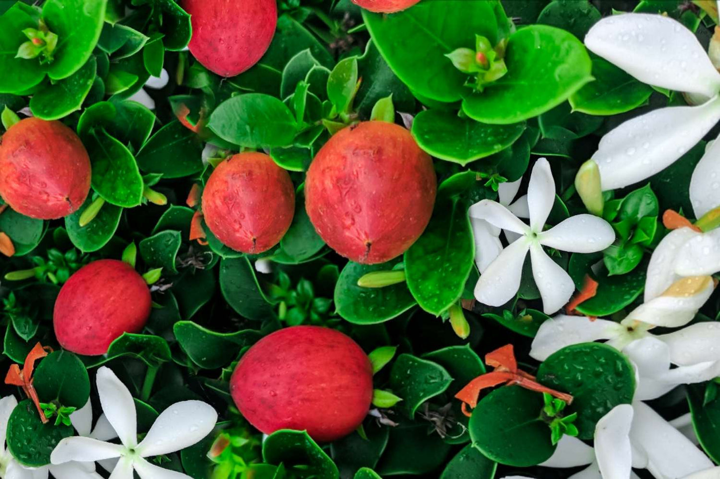 PLUM 'Natal' --Carissa macrocarpa--