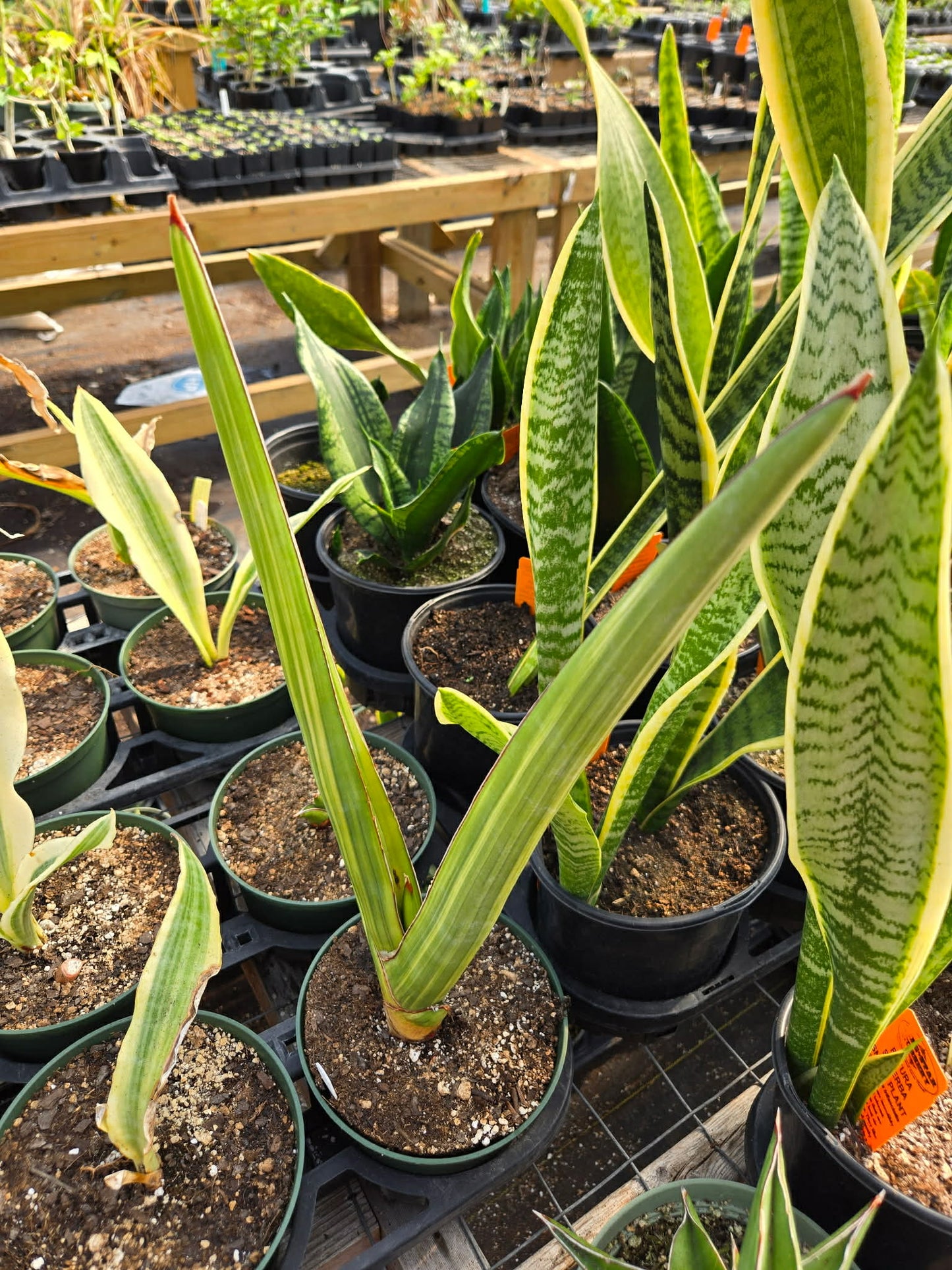 Sansevieria robusta 'Variegata' --Robust Variegated Snake Plant--