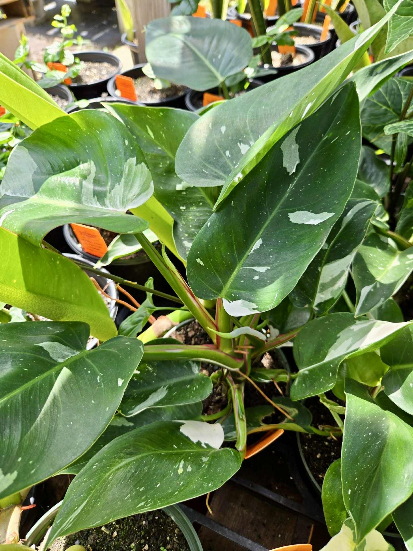Philodendron 'White Princess'