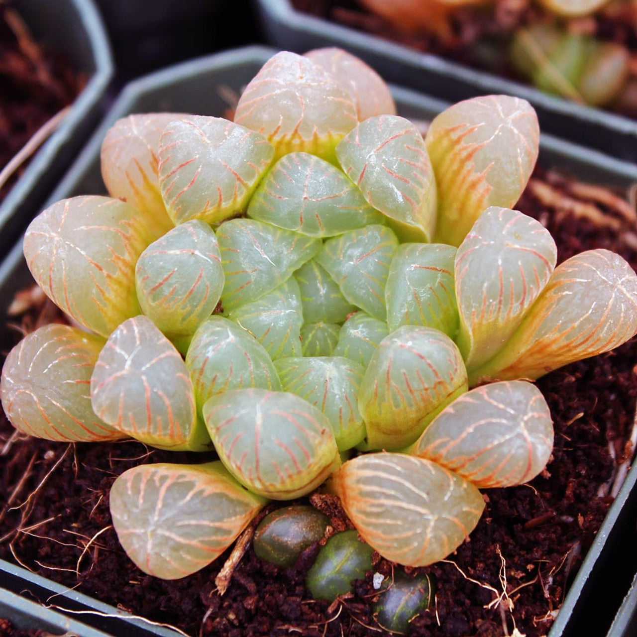 hawthoria succulents Haworthia cooperi var. truncata