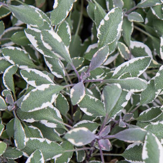 SAGE 'Tri-Color' --Salvia officinalis--
