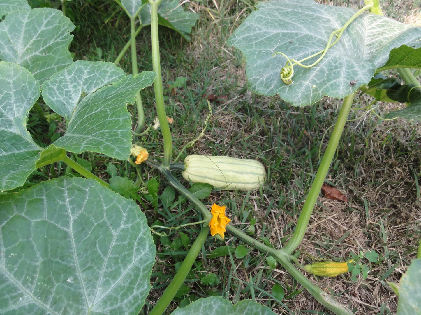 SQUASH 'Honeyboat Delicata'