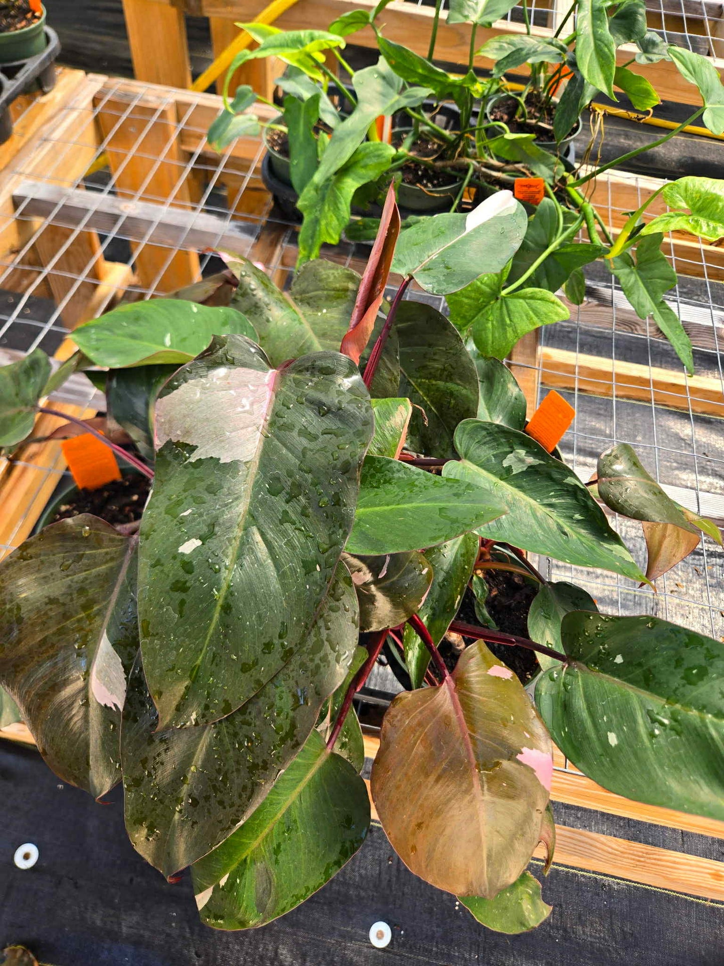 Philodendron erubescens 'Pink Princess'