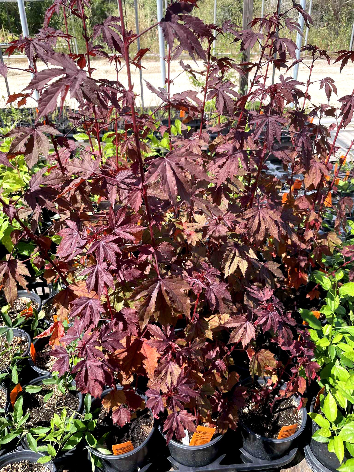Hibiscus acetosella 'Mahogany Splendor'