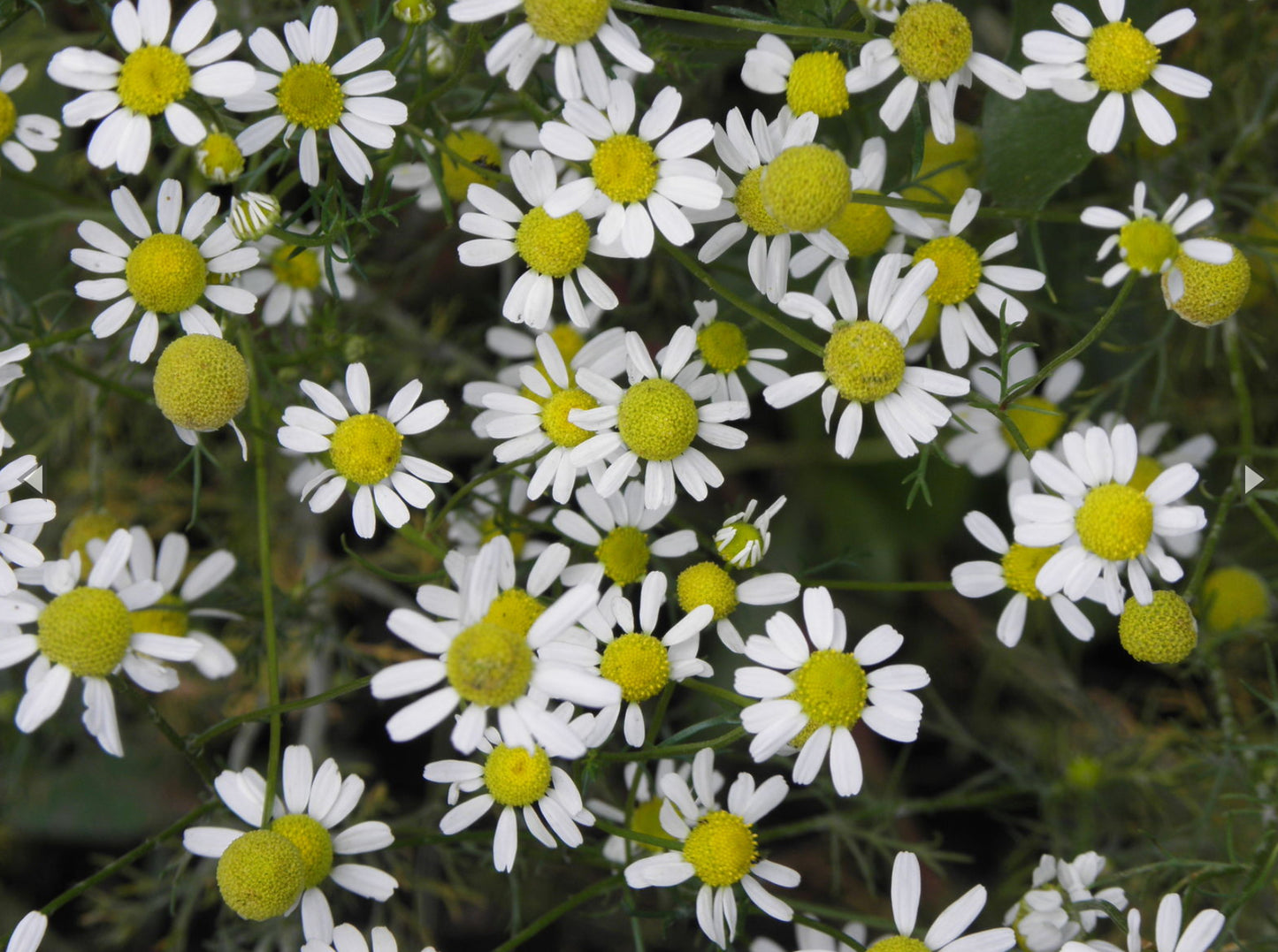 CHAMOMILE 'German' --Matricaria chamomilla--