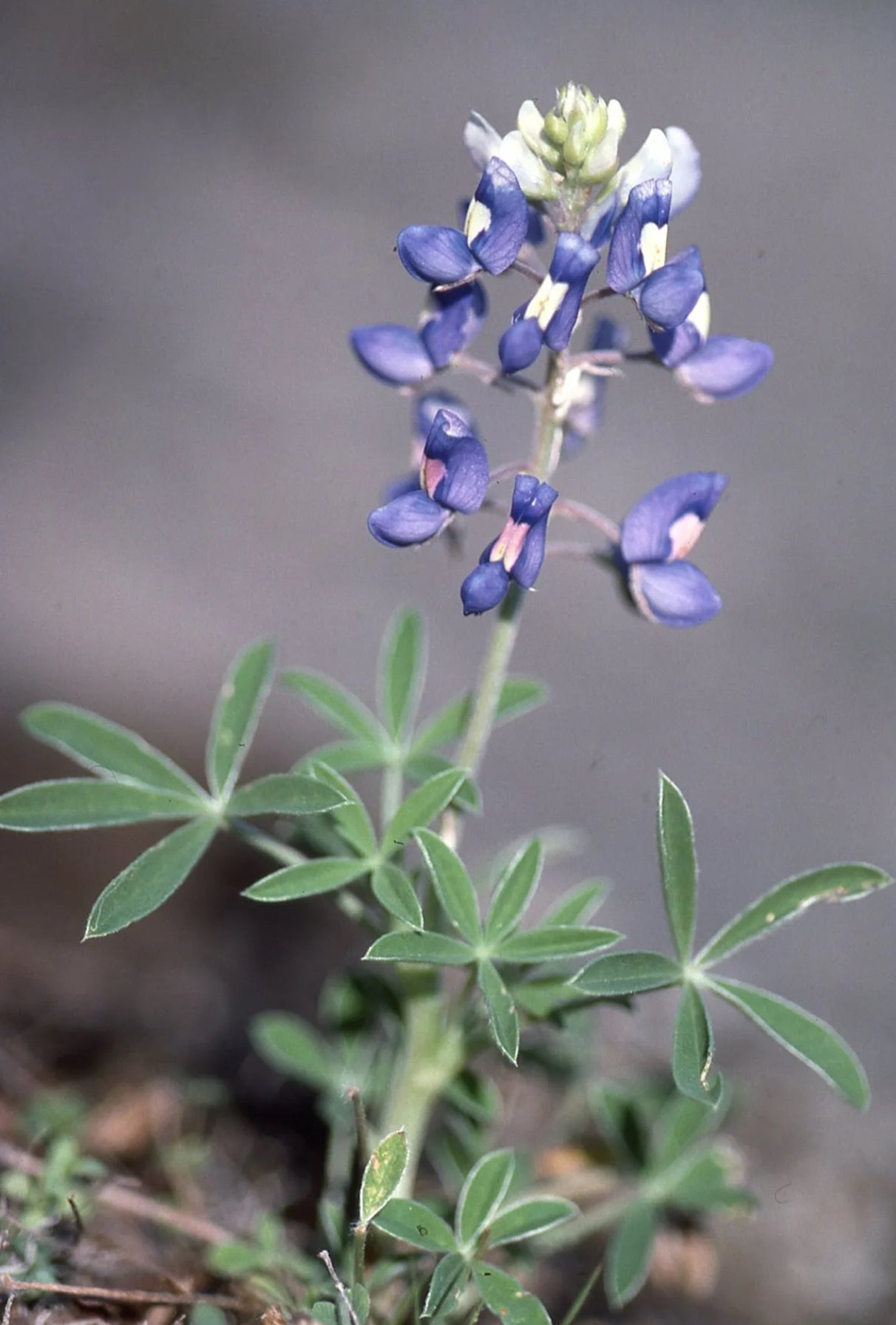BLUEBONNET --Lupinus texensis--