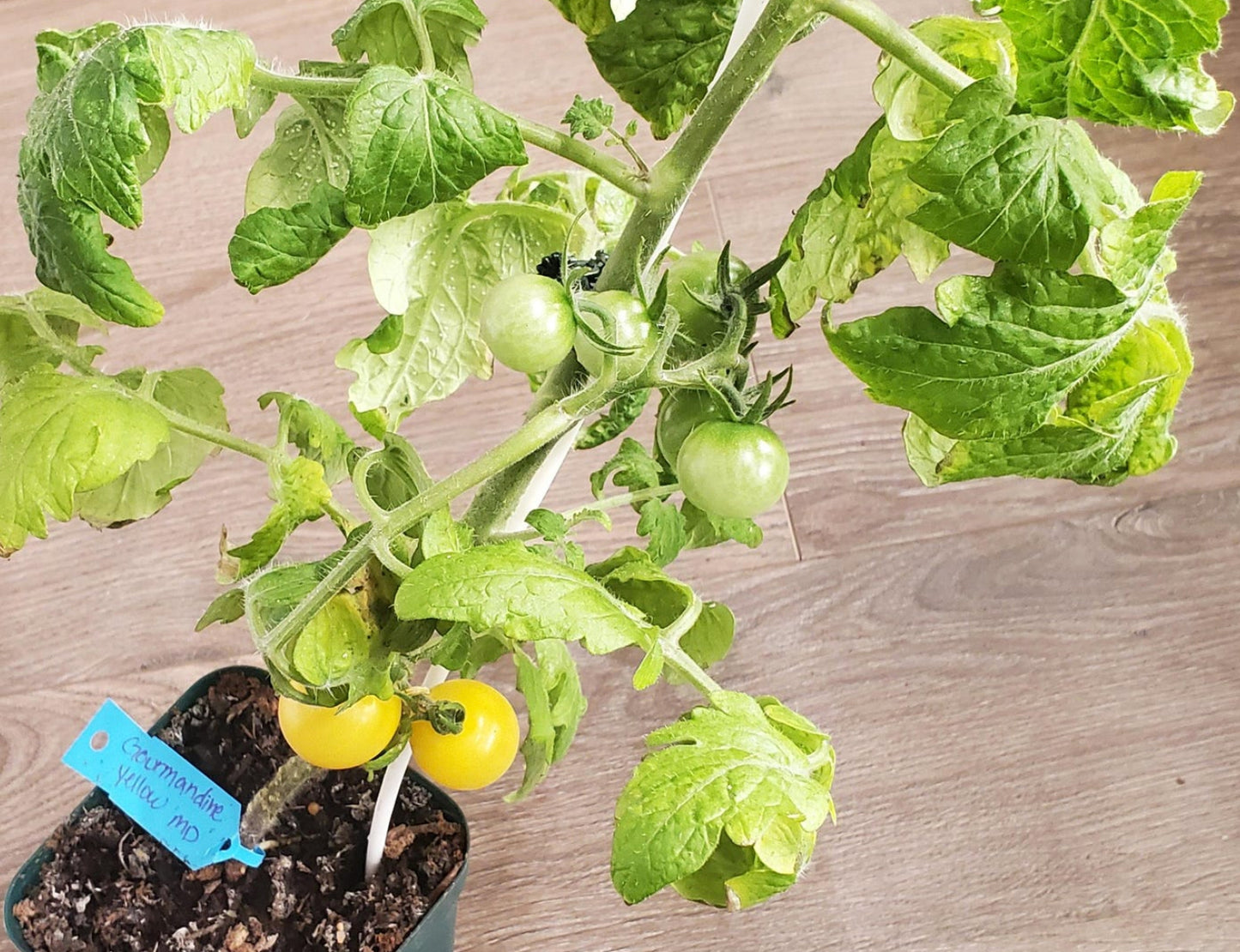 TOMATO 'Gourmandise Yellow'