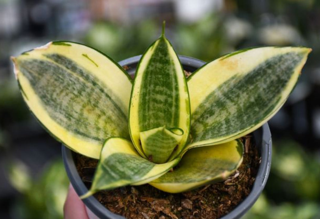Sansevieria trifasciata --Pagoda Yellow Variegated Snake Plant--