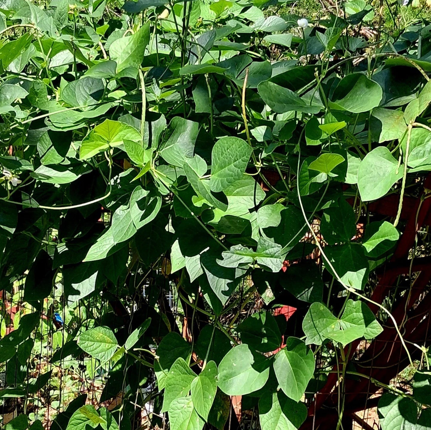 BEAN 'Thai Soldier' --Vigna unguiculata--
