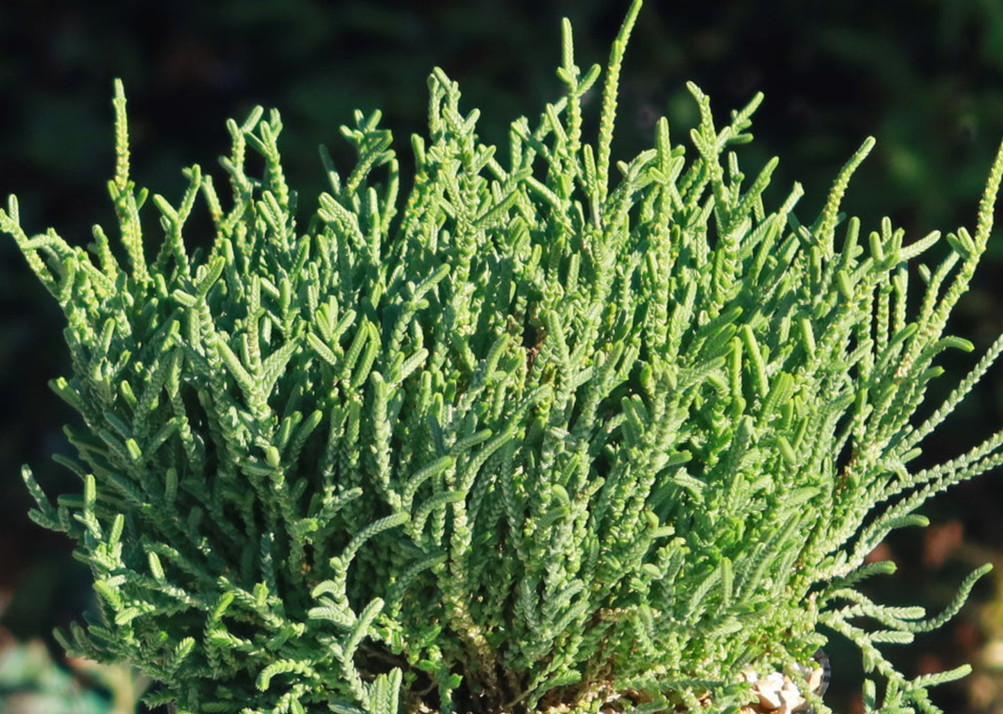 Crassula muscosa 'Worms' --Watch Chain Plant--