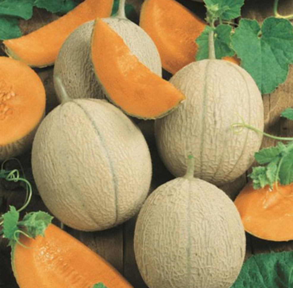 MELON 'Hearts of Gold Cantaloupe'