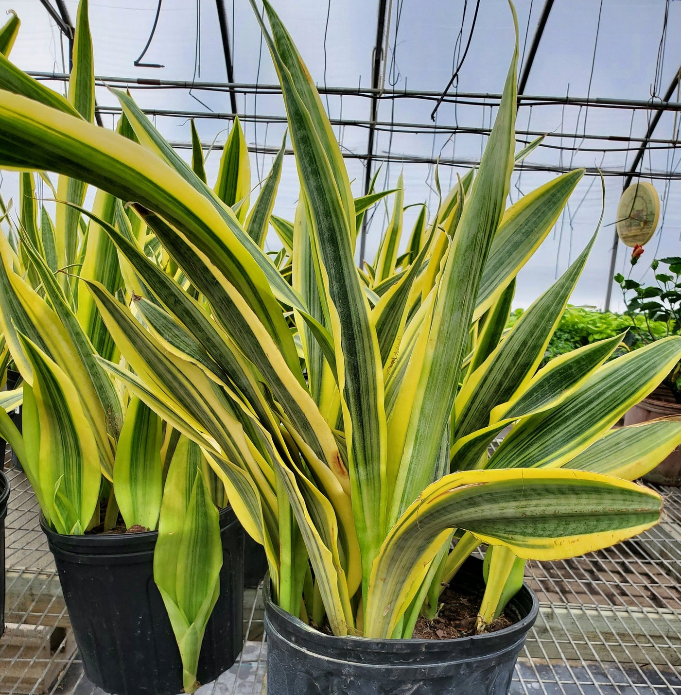 Sansevieria --Yellowstone Snake Plant--