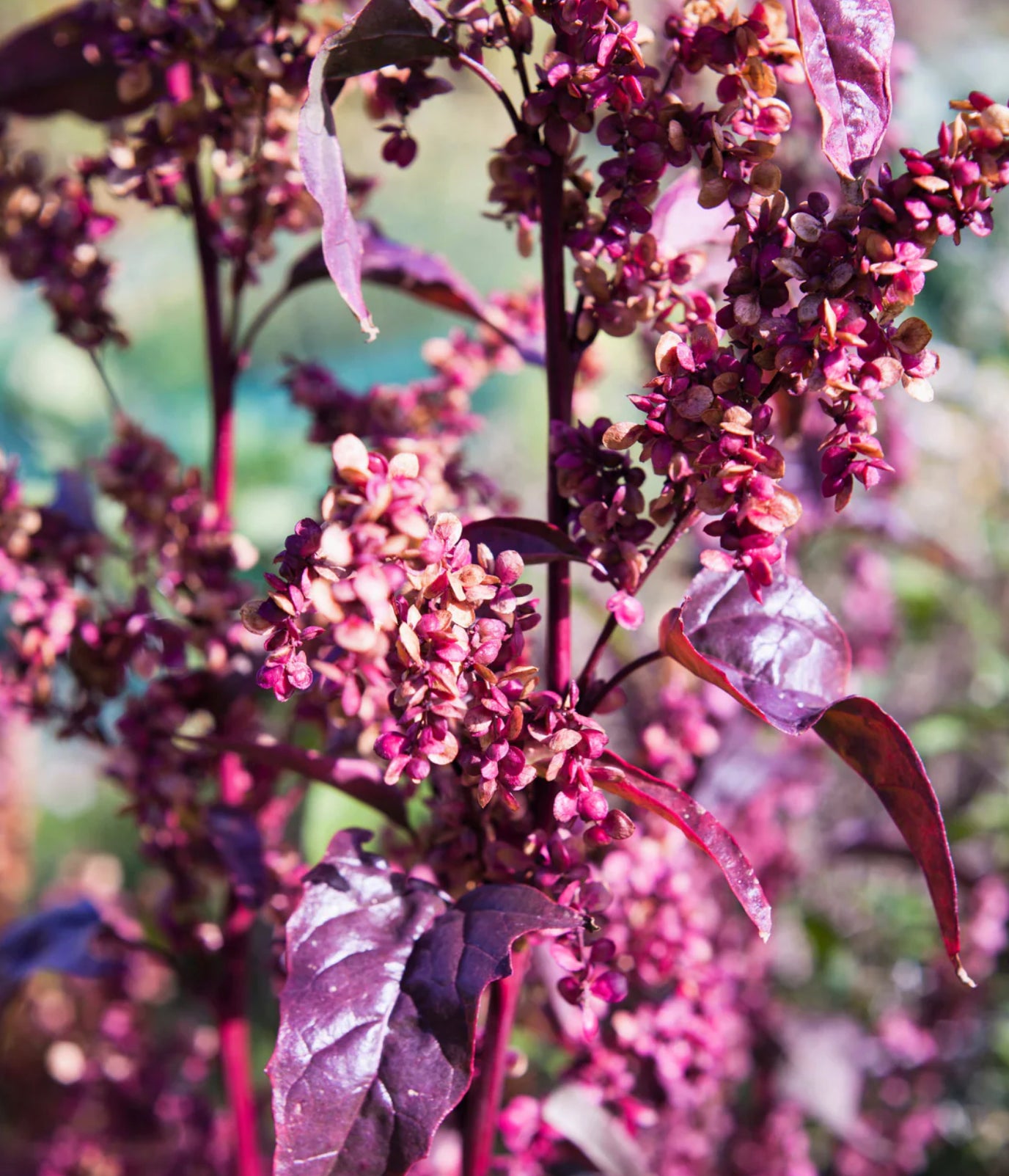 GOOSEFOOT 'Purple'
