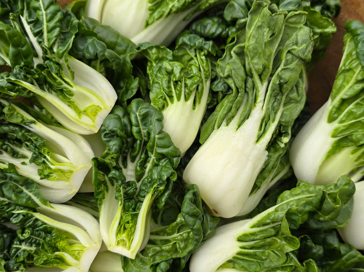 ASIAN GREENS 'Extra Dwarf Pak Choy'